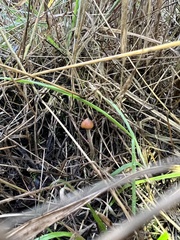 Psilocybe azurescens