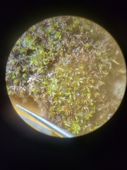 Hyophila involuta