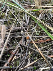 Psilocybe azurescens