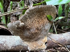 Hexagonia tenuis
