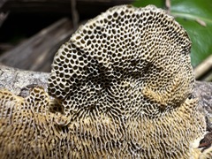 Hexagonia tenuis