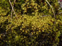 Leptodontium paradoxum