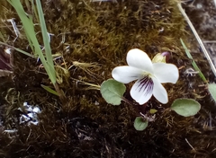 Viola cunninghamii