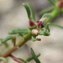 Portulaca suffrutescens