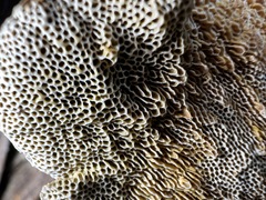 Hexagonia tenuis