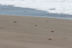 Ocypode occidentalis