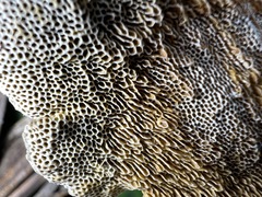 Hexagonia tenuis
