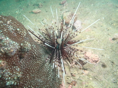 Echinothrix