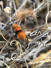 Pseudomethoca anthracina