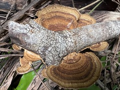 Hexagonia tenuis