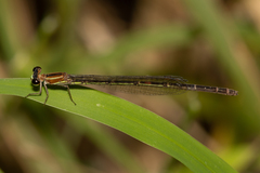 Argiocnemis rubescens