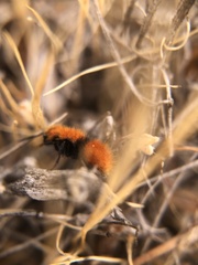 Pseudomethoca anthracina