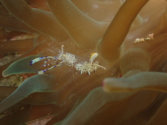 Ancylomenes holthuisi