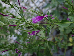 Hypoestes purpurea
