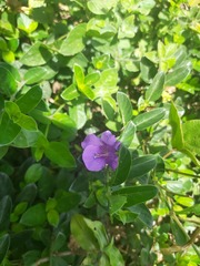 Barleria obtusa