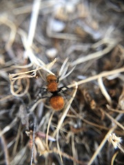 Pseudomethoca anthracina