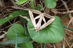 Trigonodes exportata