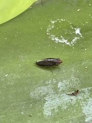 Cephaloconus cyprinus