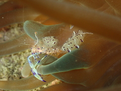 Ancylomenes holthuisi