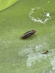 Cephaloconus cyprinus