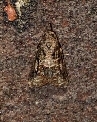 Platynota idaeusalis