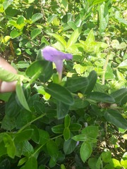 Barleria obtusa