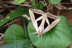 Trigonodes exportata