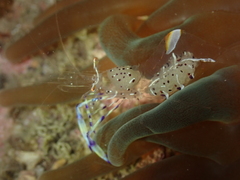 Ancylomenes holthuisi