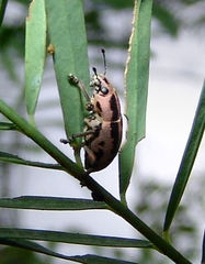 Eudiagogus rosenschoeldi