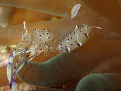 Ancylomenes holthuisi