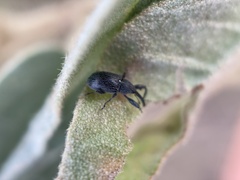 Anthonomus albopilosus