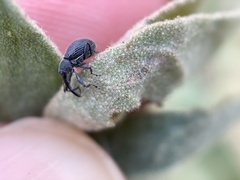 Anthonomus albopilosus