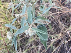 Anthonomus albopilosus