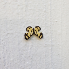 Baeotis zonata zonata