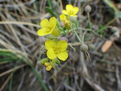 Physaria arenosa