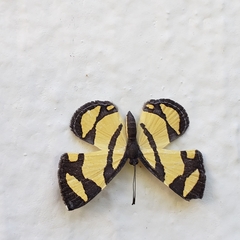 Baeotis zonata zonata