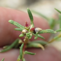 Portulaca suffrutescens