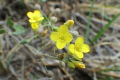 Physaria arenosa