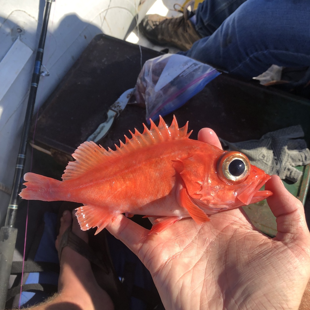 Lobe-jawed rockfish (Sebastes diploproa) — Sebastidae