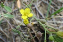 Physaria arenosa