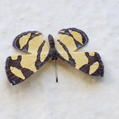 Baeotis zonata zonata