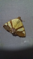 Eulepidotis julianata