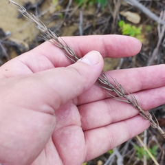 Leymus racemosus