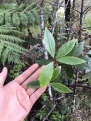 Pittosporum cornifolium