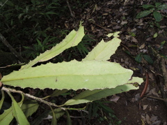 Brexia madagascariensis