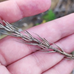 Leymus racemosus