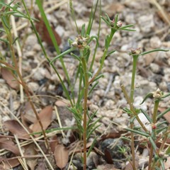 Portulaca suffrutescens