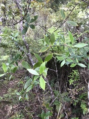 Pittosporum cornifolium