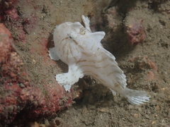 Antennarius striatus