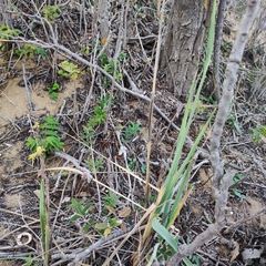 Leymus racemosus